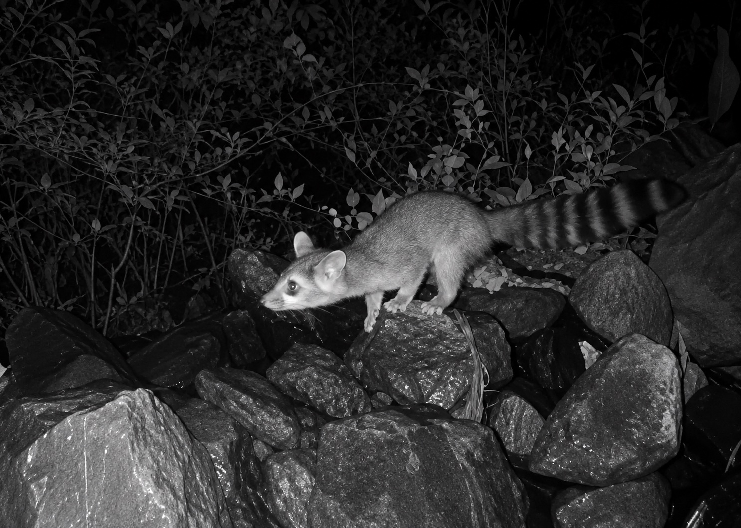 A ringtail picking its way across wet river rock at night, caught on a trail camera